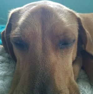 Meet your Posher, Paul